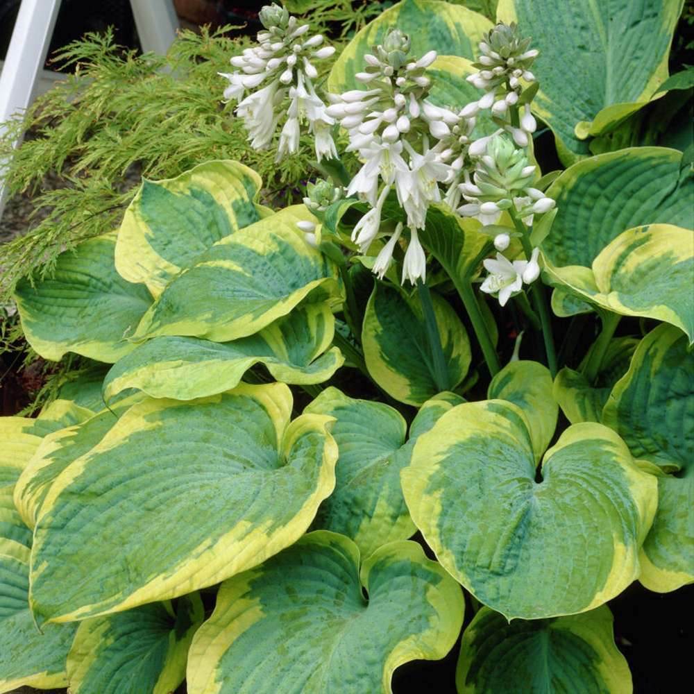 Hosta 'Frances Williams'
